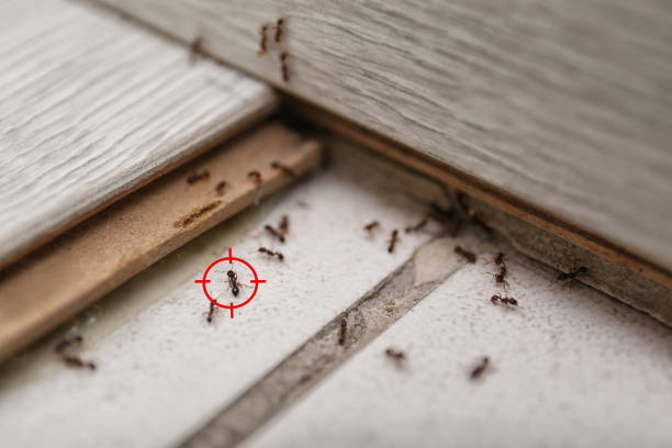 Best Pest Control for Homes  in Boley, OK