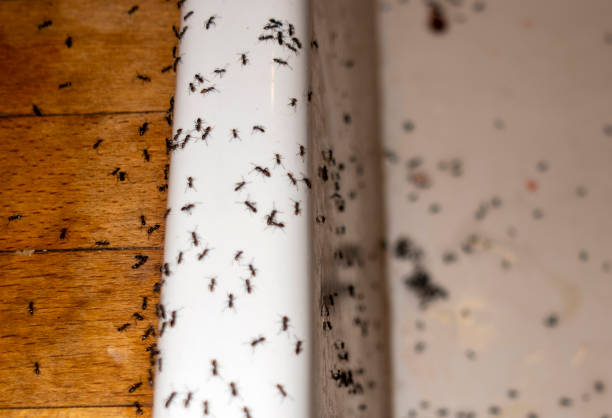 Best Flea Control Services  in Boley, OK