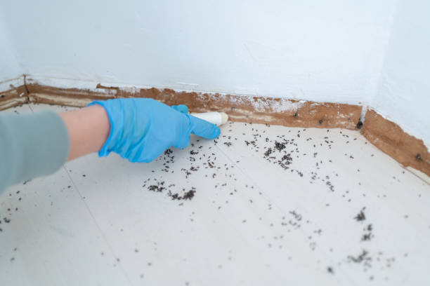 Best Wasp Removal Services  in Boley, OK